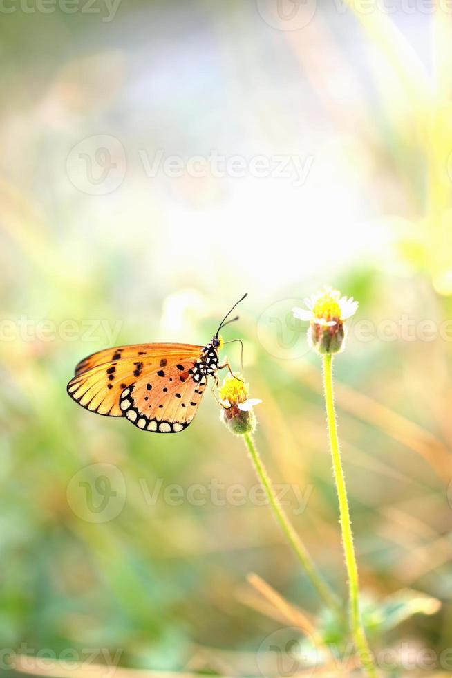 a butterfly perched on the beautiful flower photo