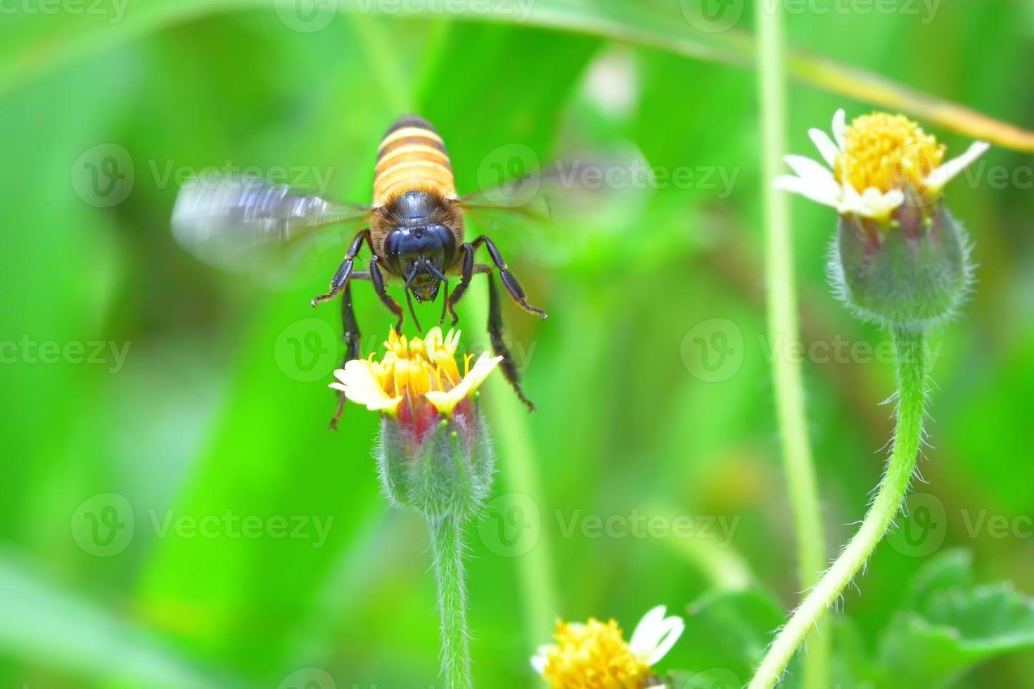 una abeja volando hacia la hermosa flor foto