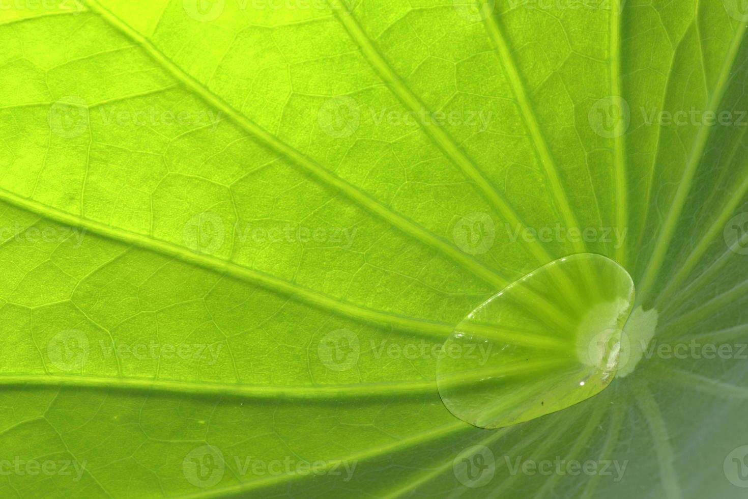 Close-up of a lotus green leaf beautiful texture background photo