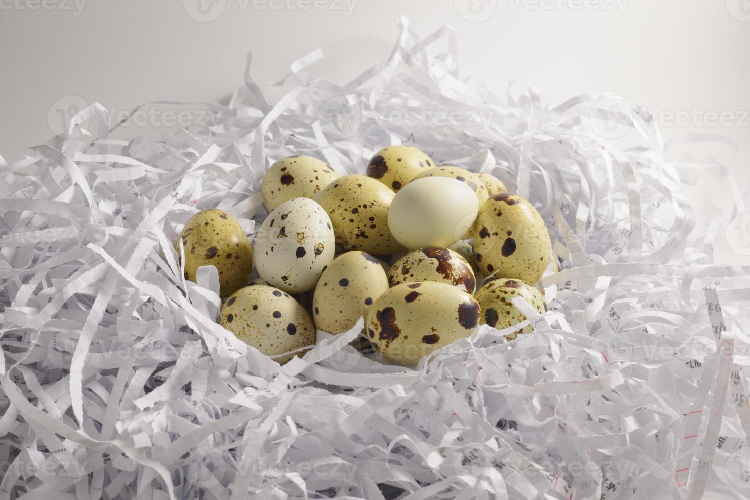 Quail eggs in paper nest isolated on white background photo