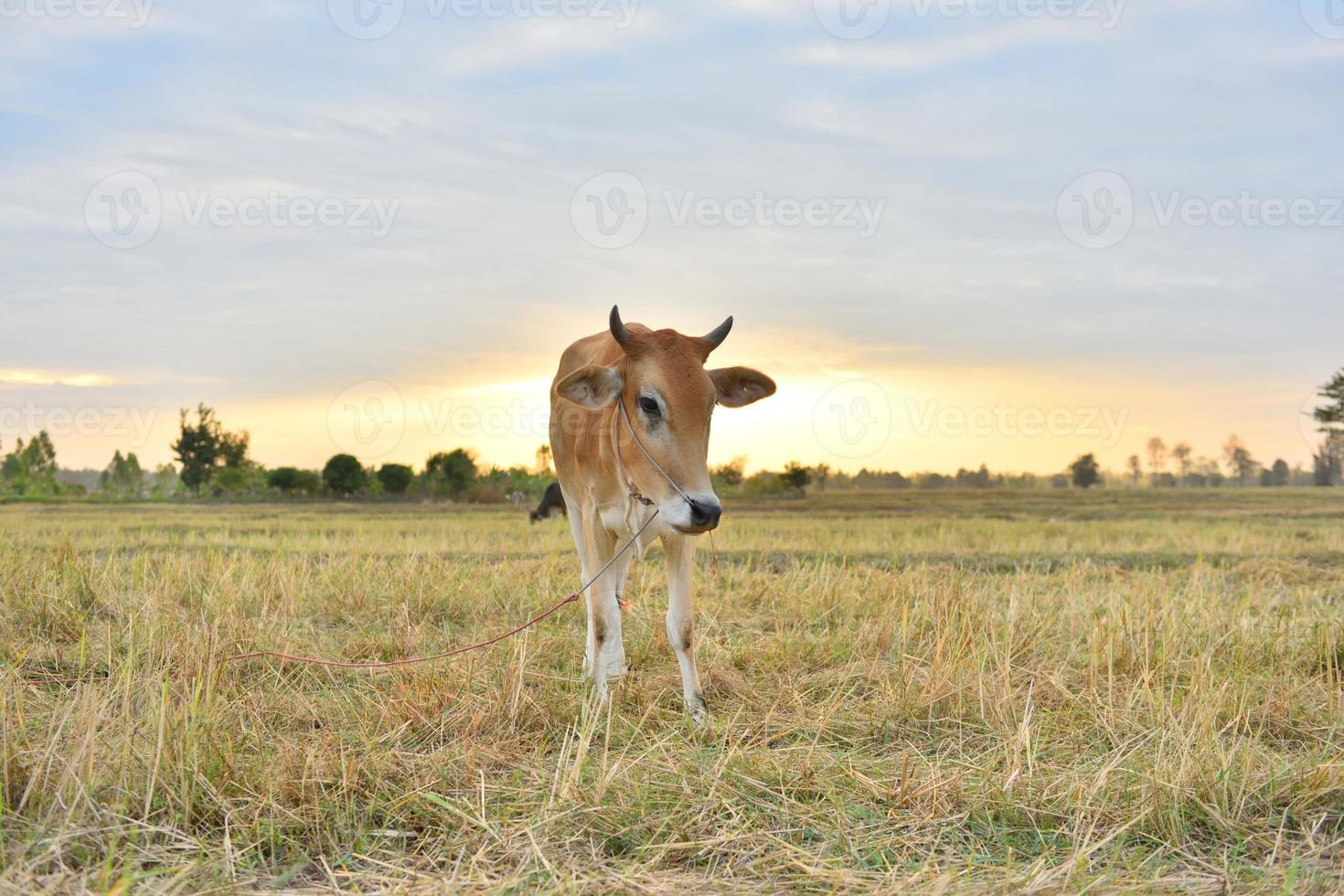 The cows Standing in the fields at sunrise and the beautiful sky photo