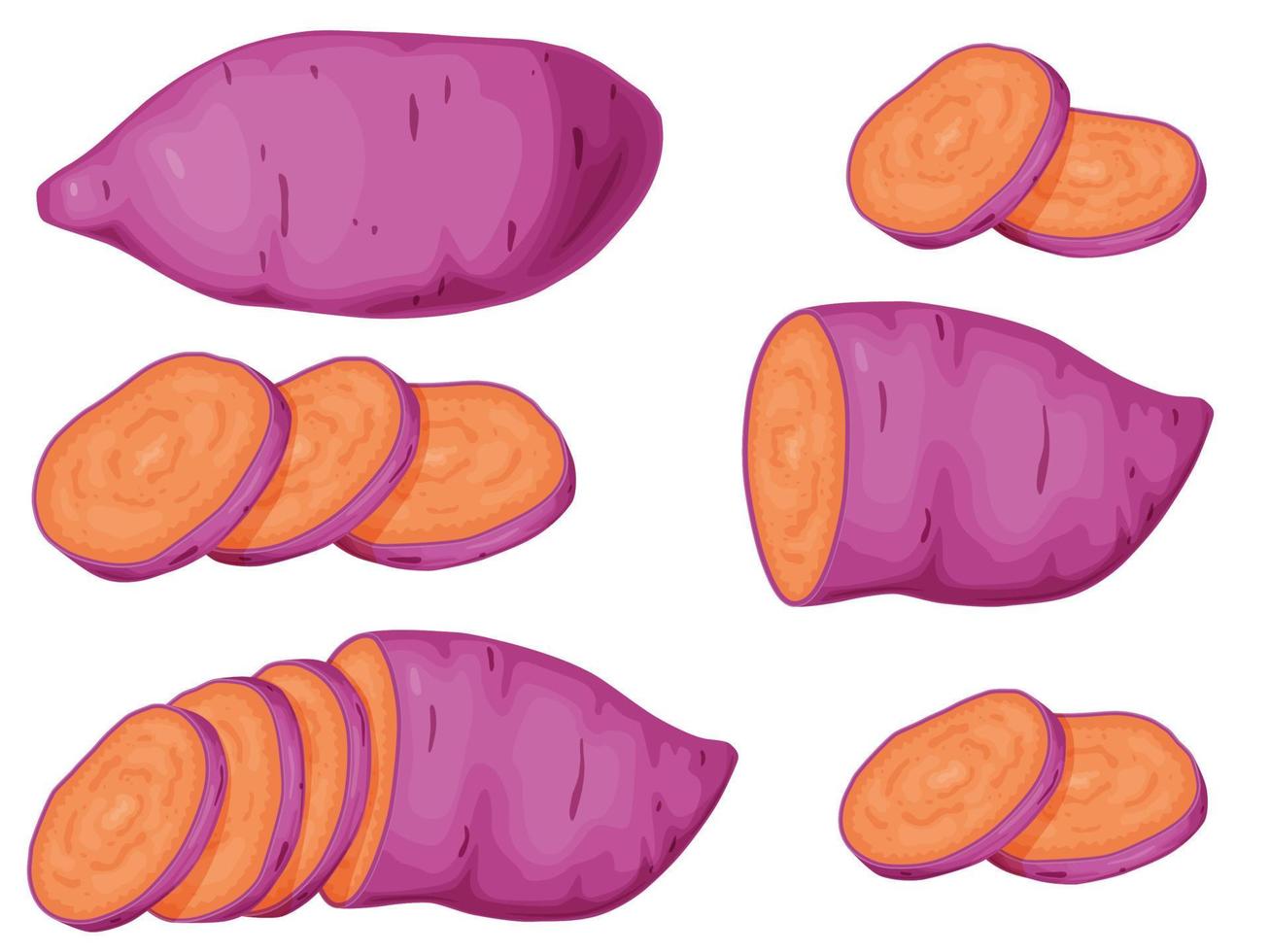 Purple sweet potato set. Okinawa yam sweet potato. Healthy food concept. vector