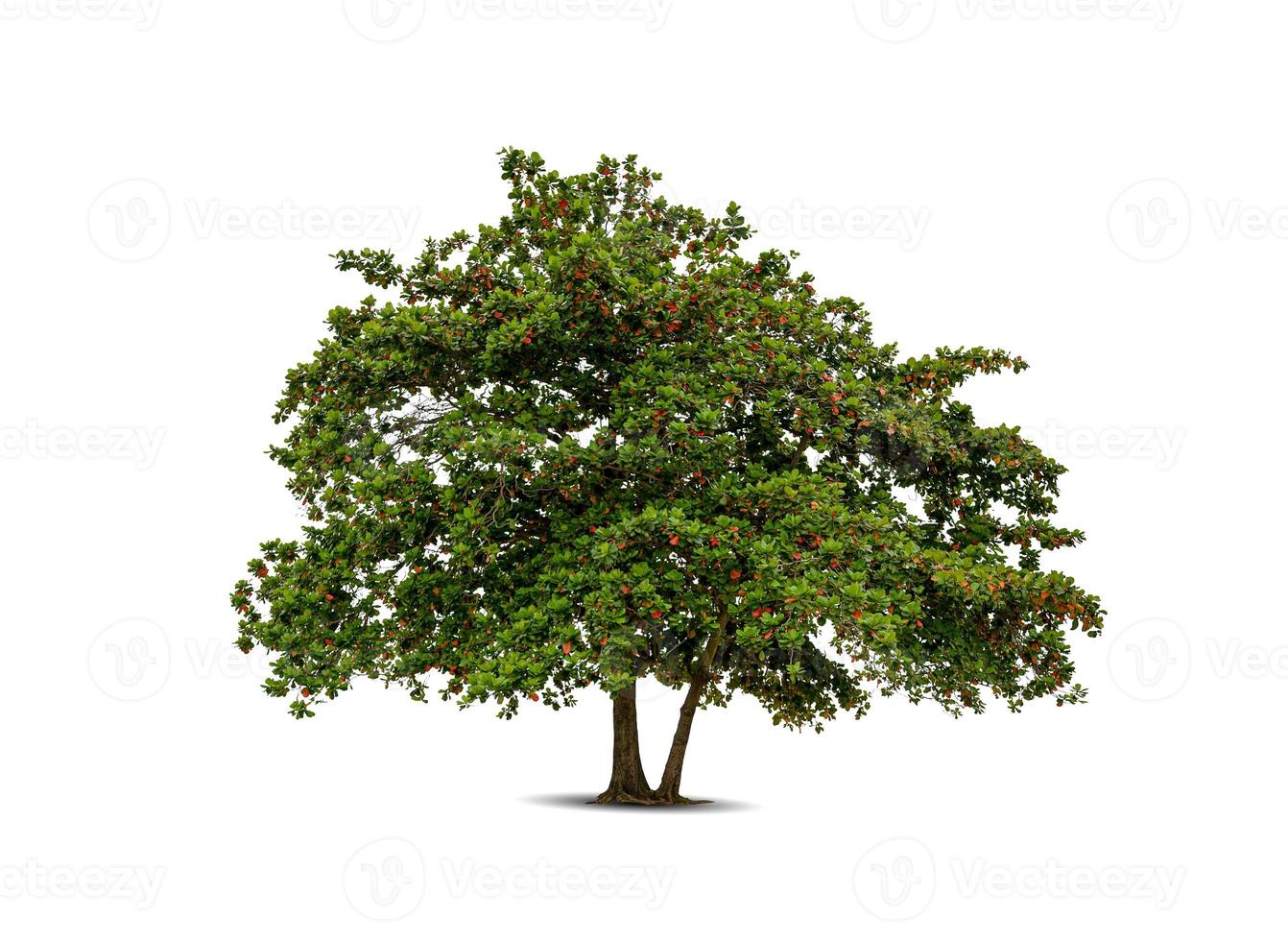 Tree isolated on white background high resolution for graphic decoration photo
