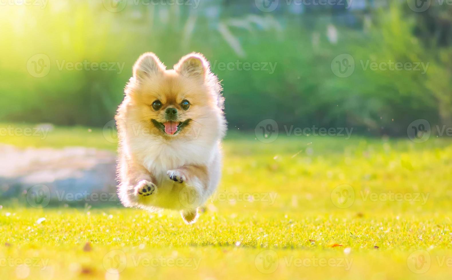Cute puppy Pomeranian Mixed breed Pekingese dog run on the grass with happiness photo