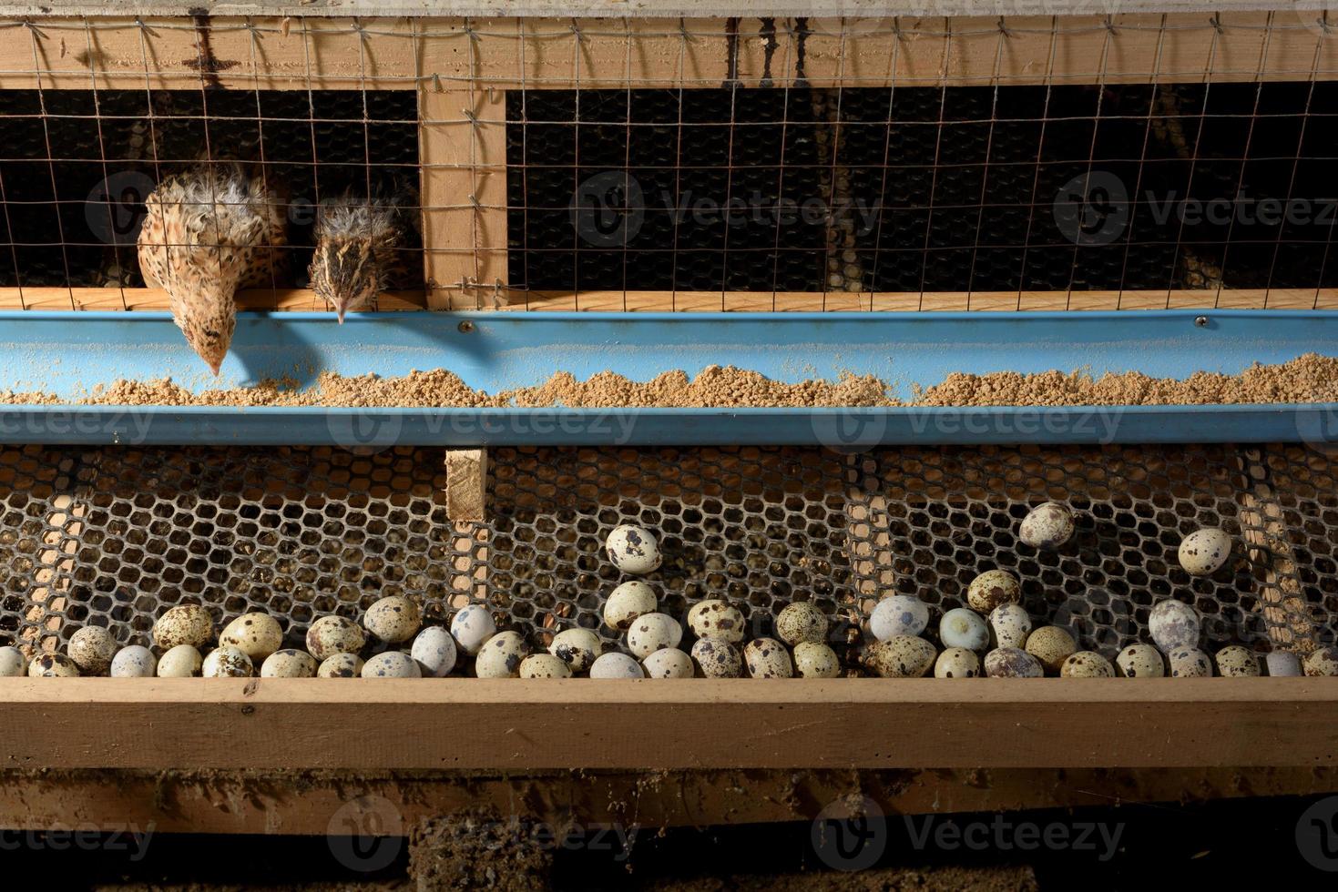 codornices y huevos en una jaula en una granja foto