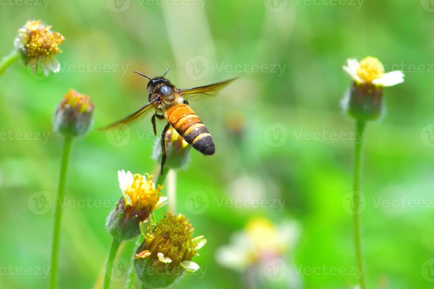 a Bee flying to the beautiful flower photo