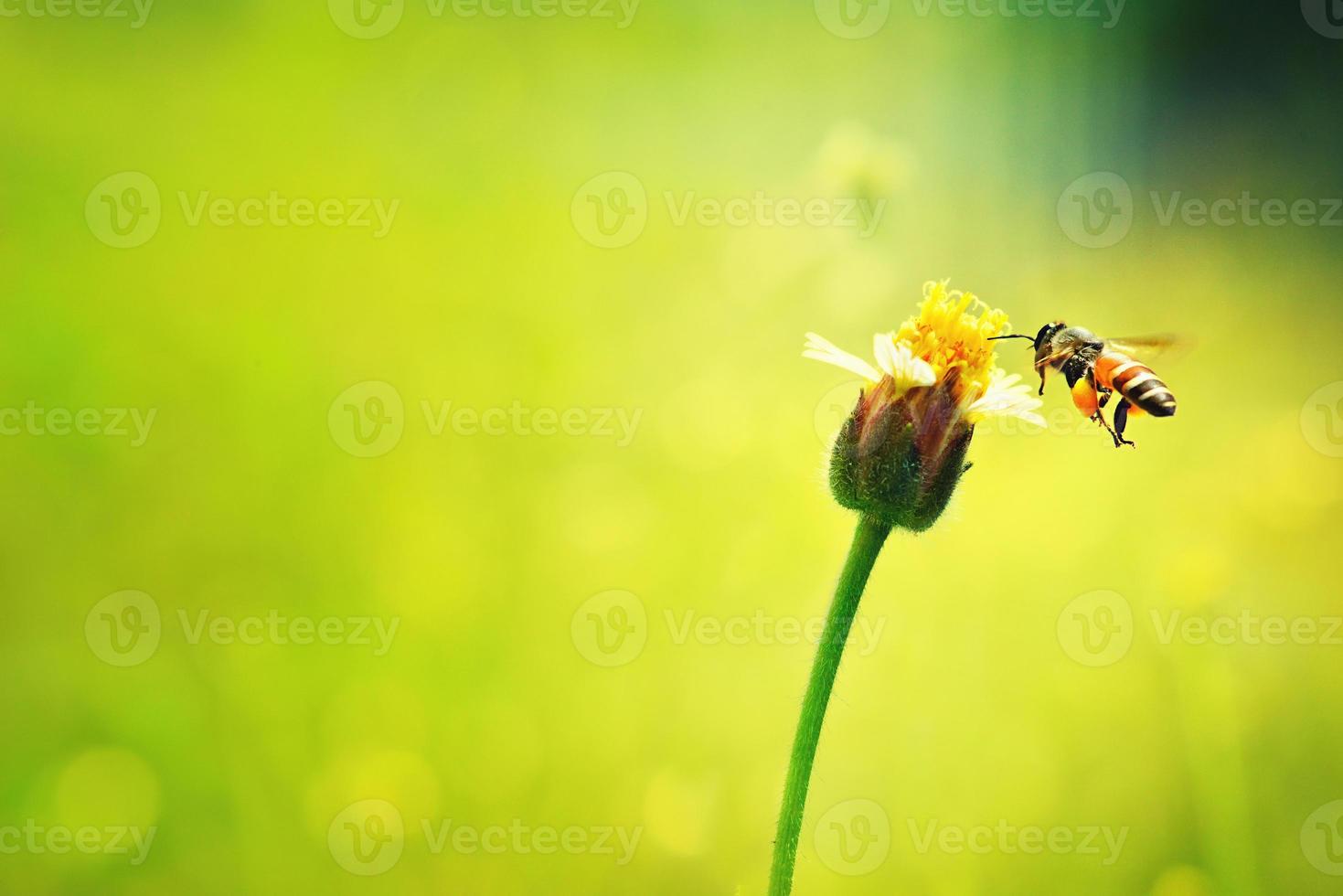 a Bee flying to the beautiful flower photo