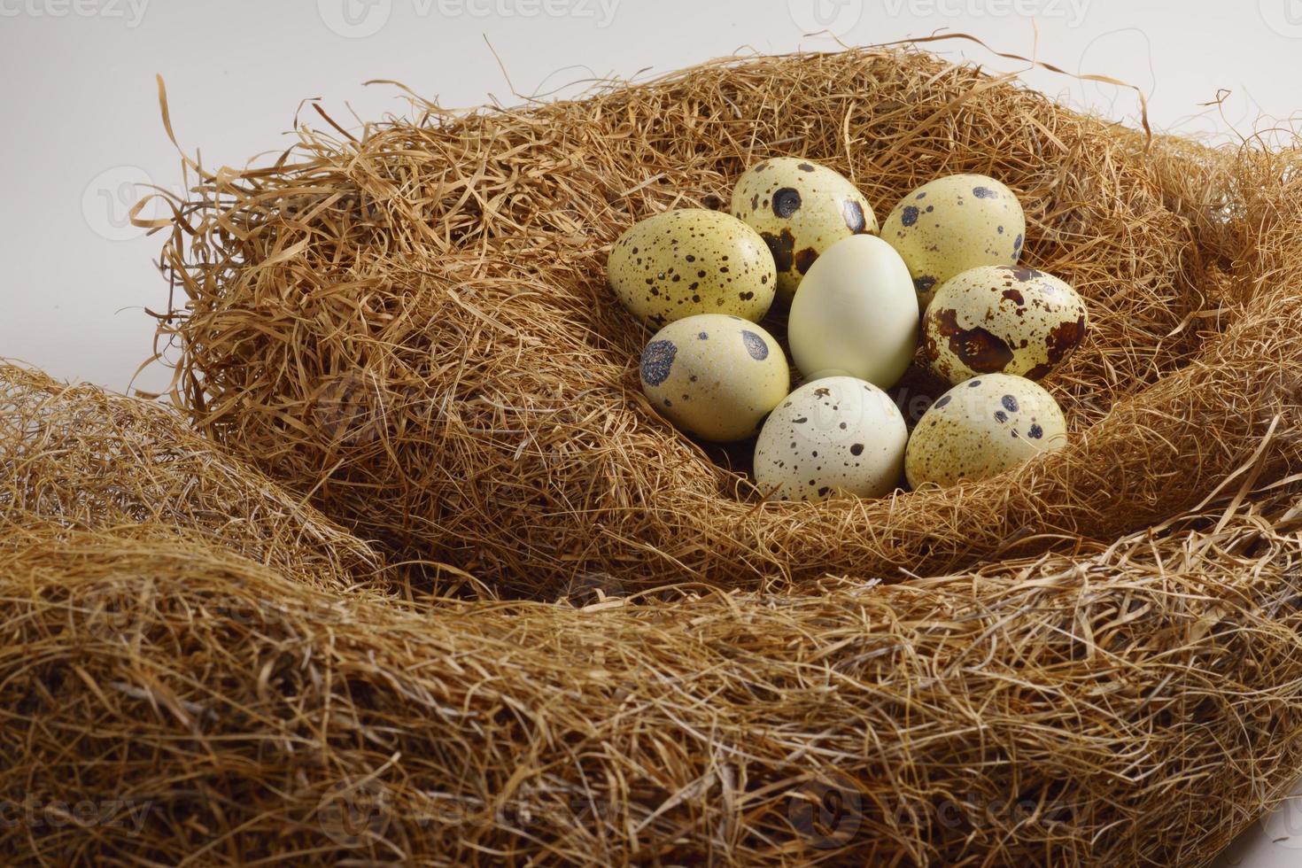 quail eggs in a nest of hay photo