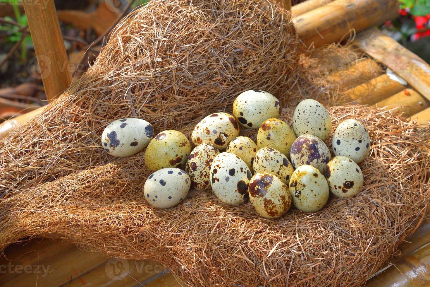 quail eggs in a nest of hay photo