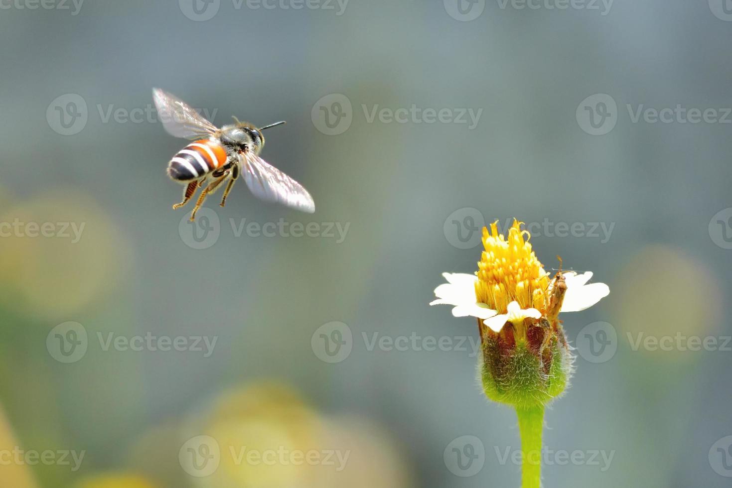 a Bee flying to the beautiful flower photo