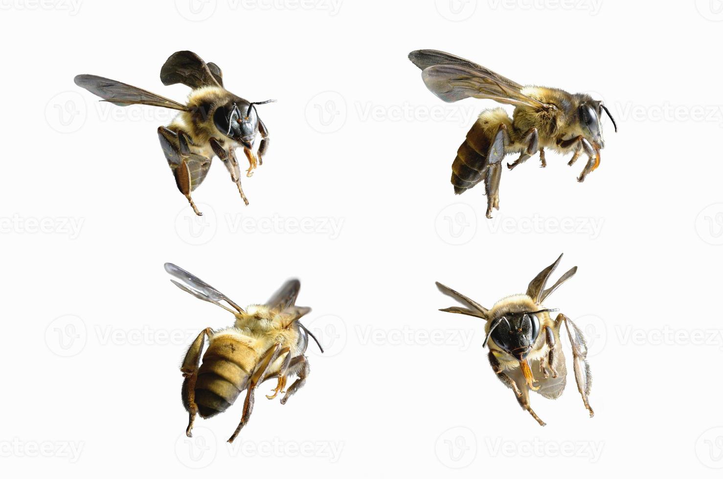 a bee Flying Isolated on white background photo