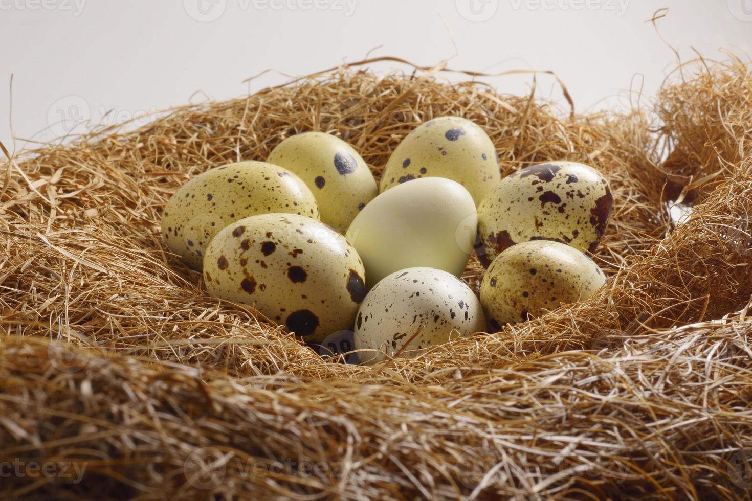 quail eggs in a nest of hay photo