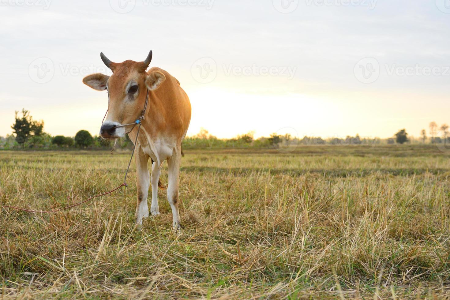 las vacas paradas en los campos al amanecer y el hermoso cielo foto