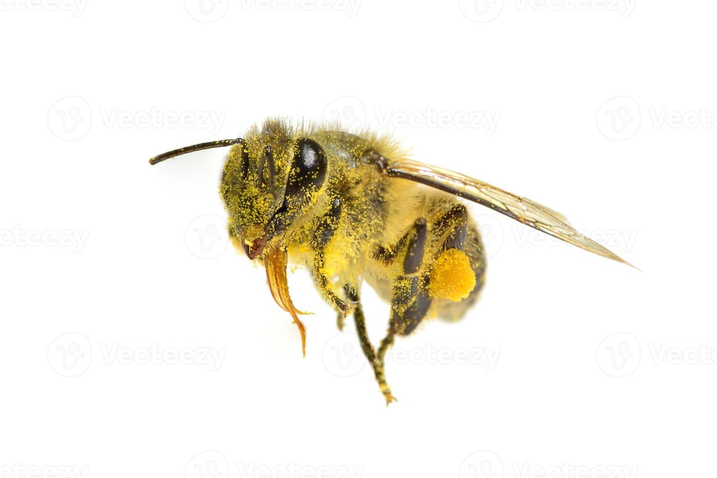 a Bee isolated on the white background photo