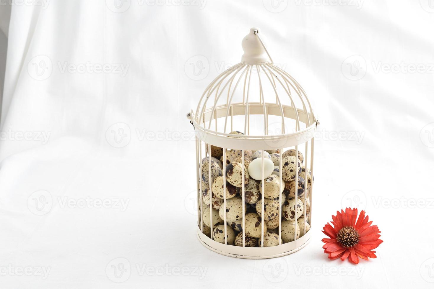 quail eggs in vintage cage isolated on white background photo