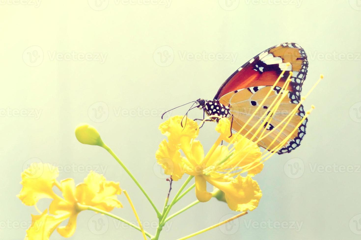 a butterfly perched on the beautiful flower photo