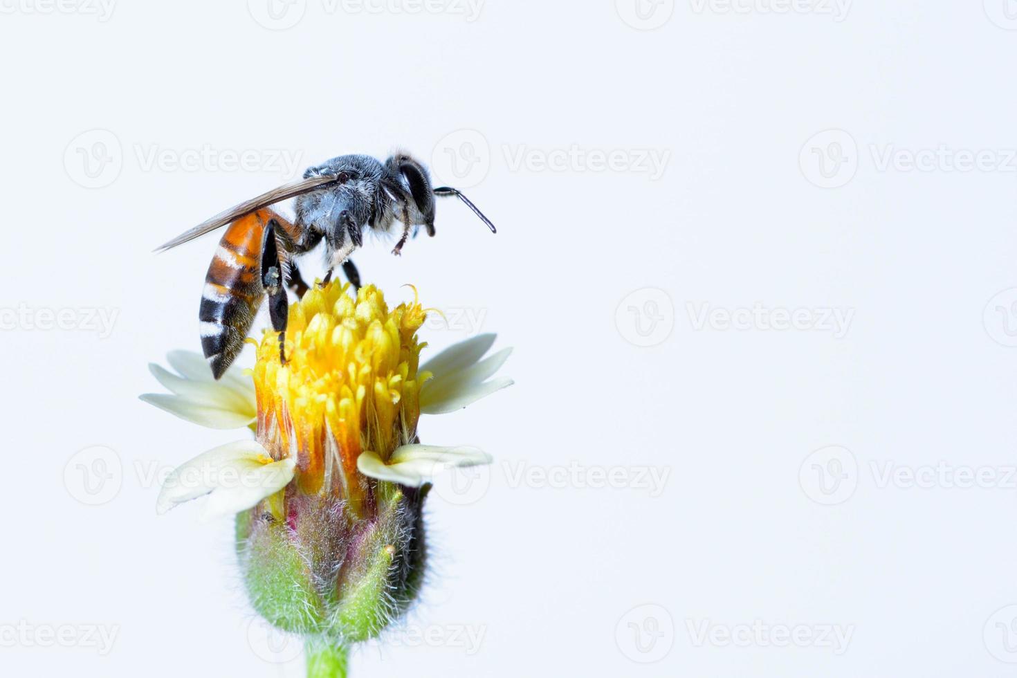 a bee Flying Isolated on white background photo