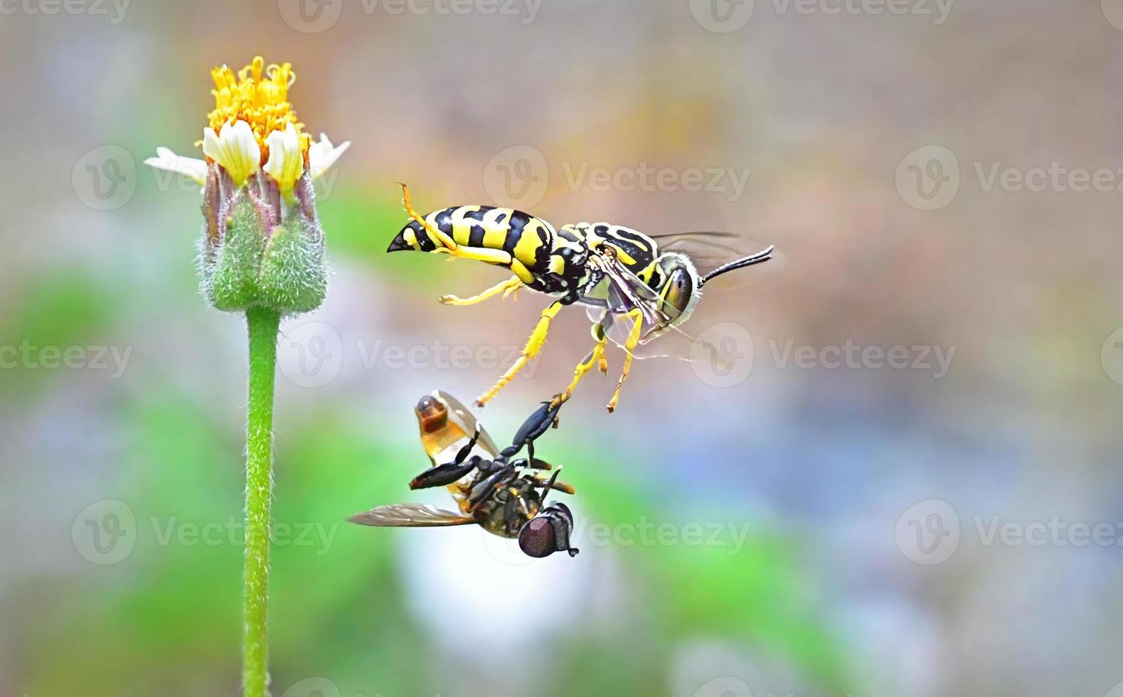 yellow jacket wasp flying from beautiful flower photo