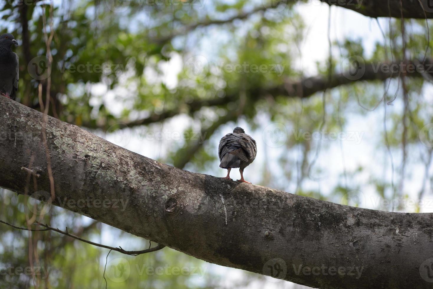 Bird turn back sits on a tree photo