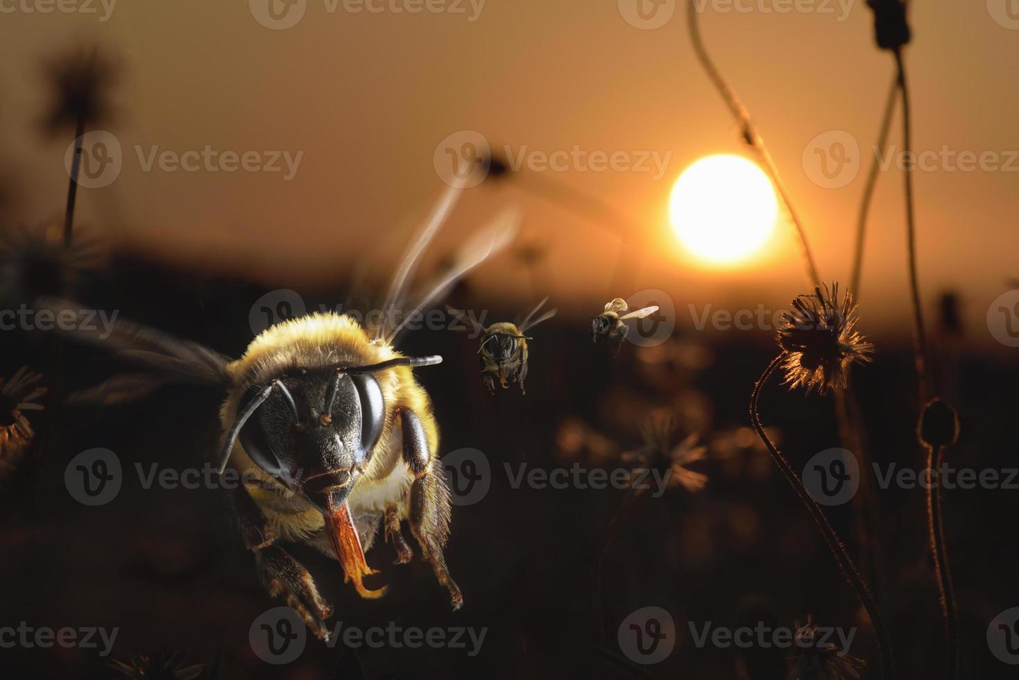 Carpenter bees flying with Sunset background in the evening before dusk photo