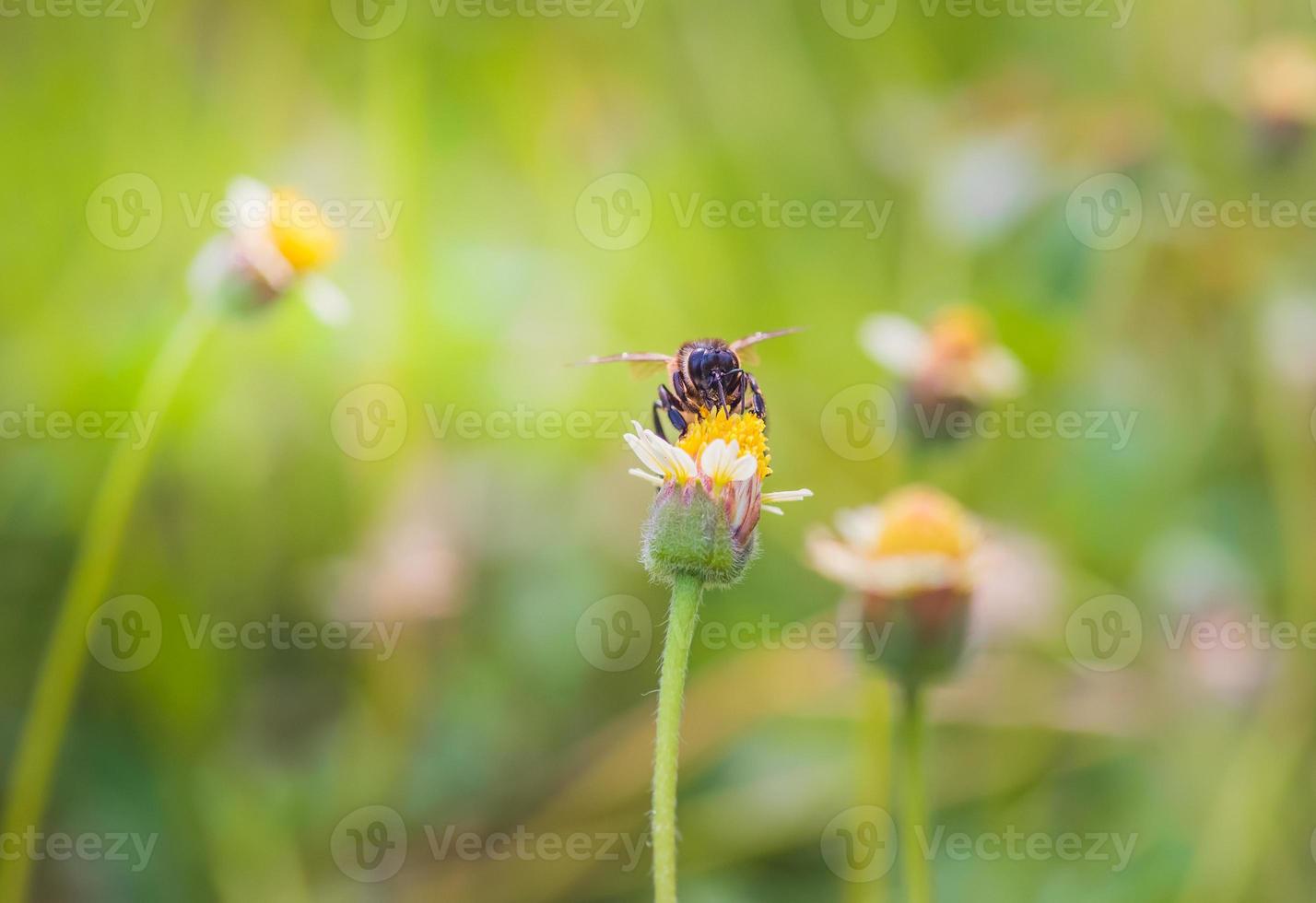 a Bee perched on the beautiful flower photo