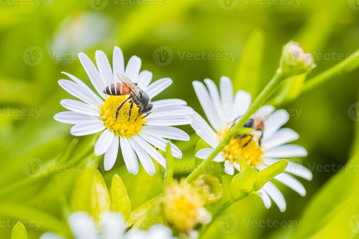 una abeja encaramada en la hermosa flor margarita y hoja verde natural foto