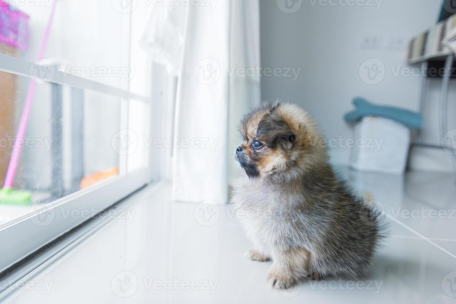 lindo cachorro pomeranian perro pequinés de raza mixta sentado vio esperar al jefe en la puerta de vidrio en casa foto