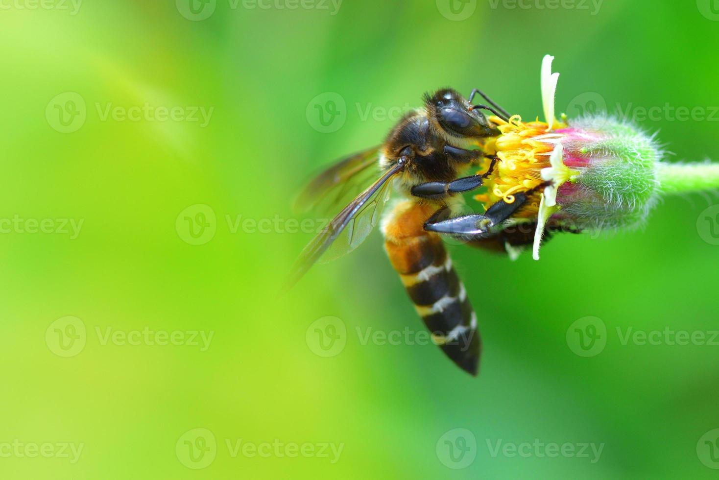 a Bee perched on the beautiful flower photo