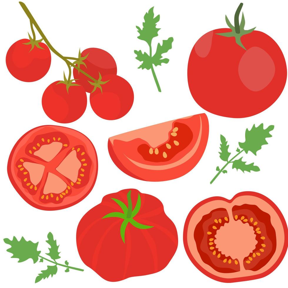 conjunto de tomates frescos con todo y rebanada. vector