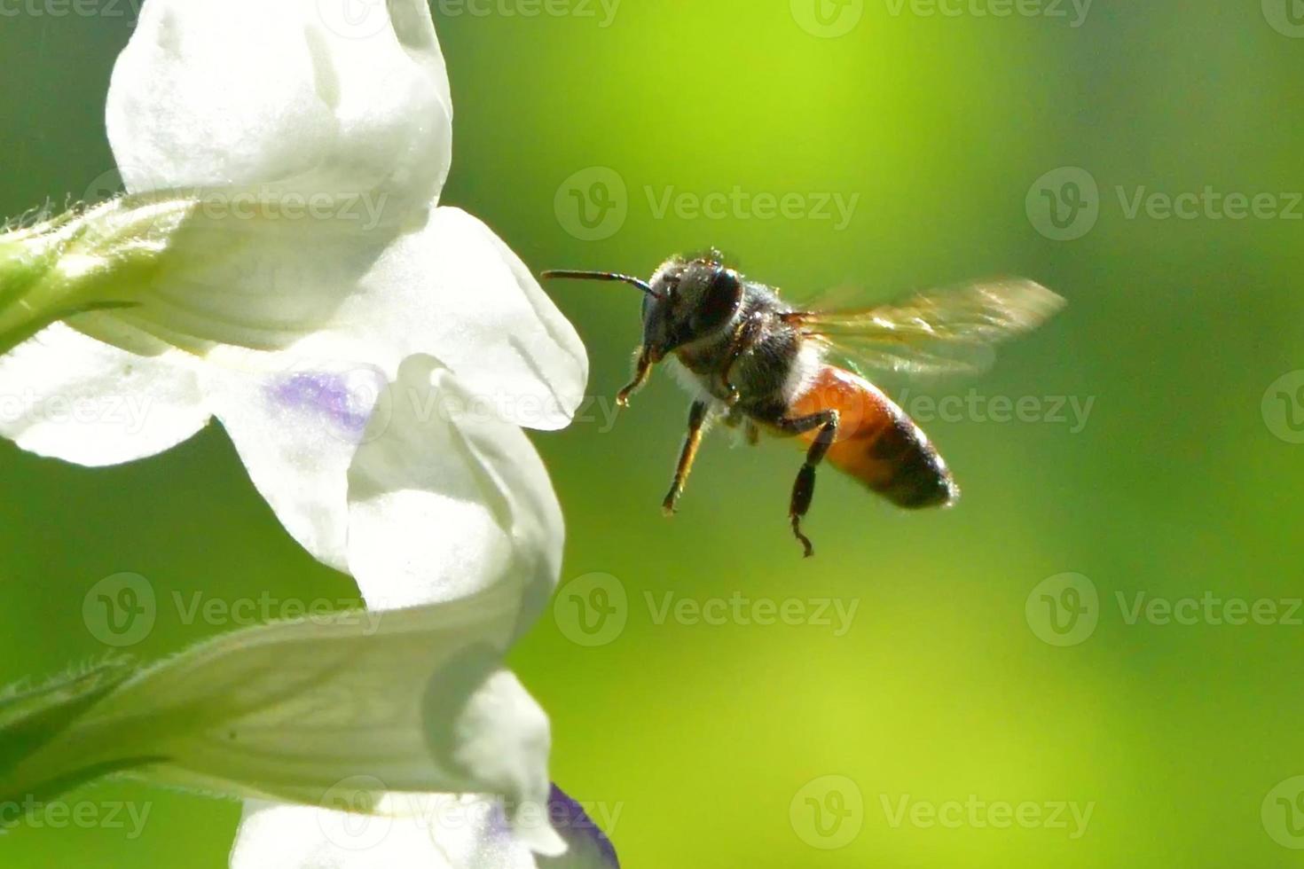 a Bee flying to the beautiful flower photo