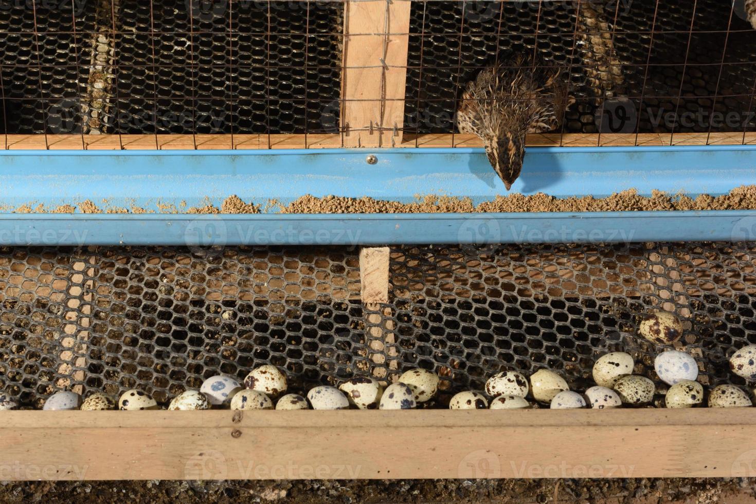 codornices y huevos en una jaula en una granja foto