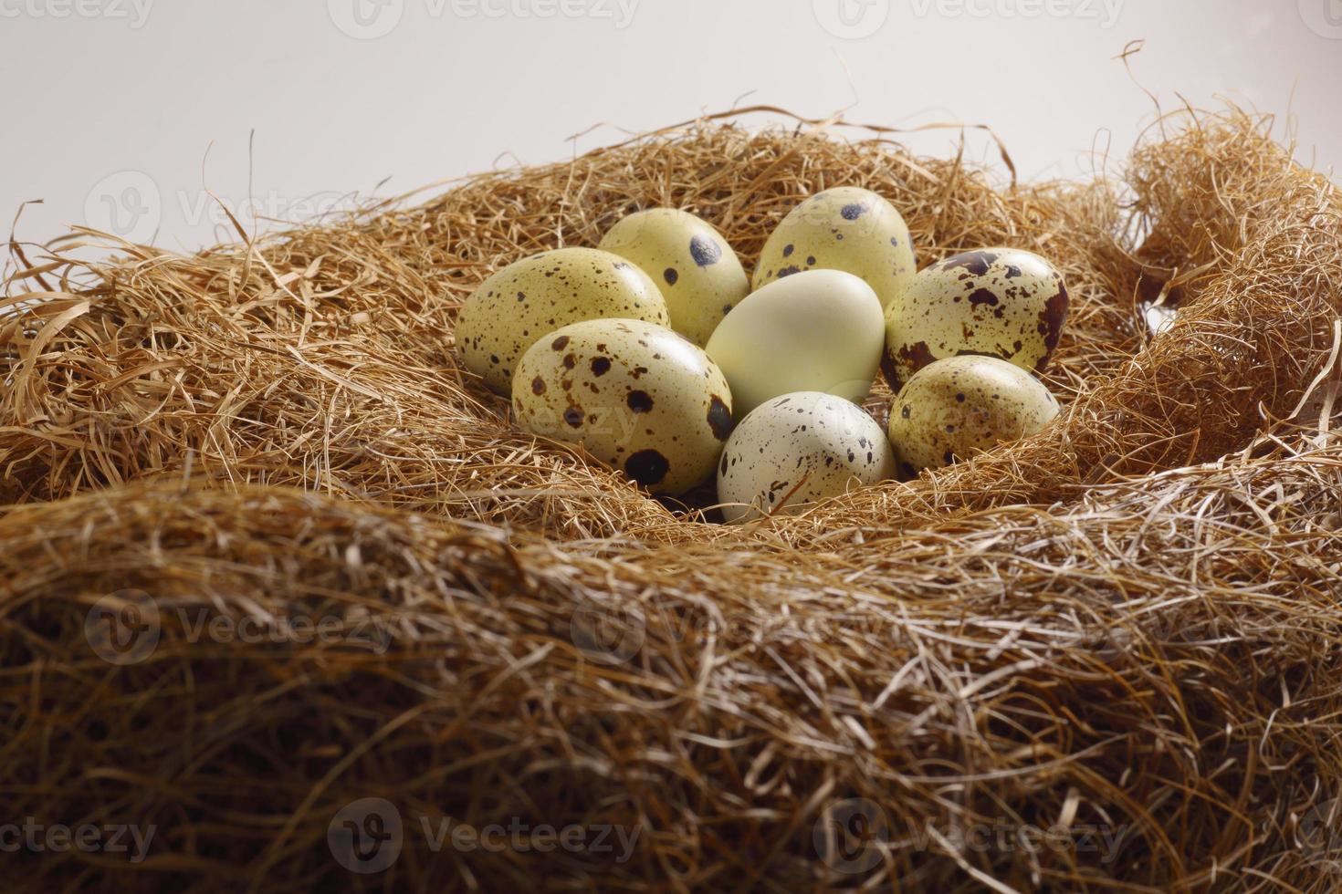 quail eggs in a nest of hay photo