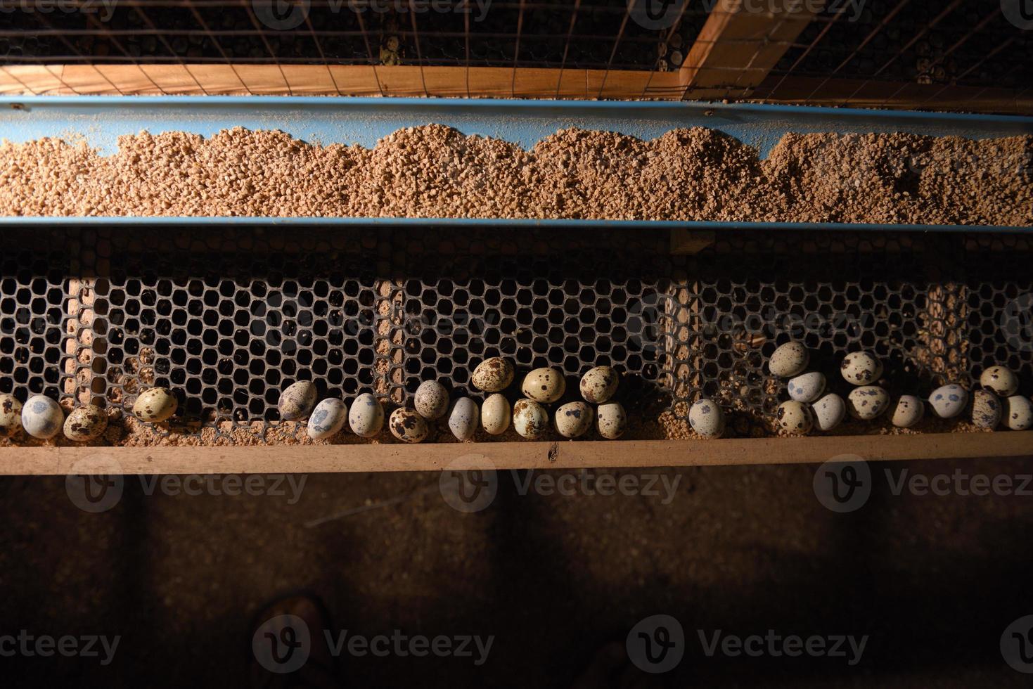 codornices y huevos en una jaula en una granja foto