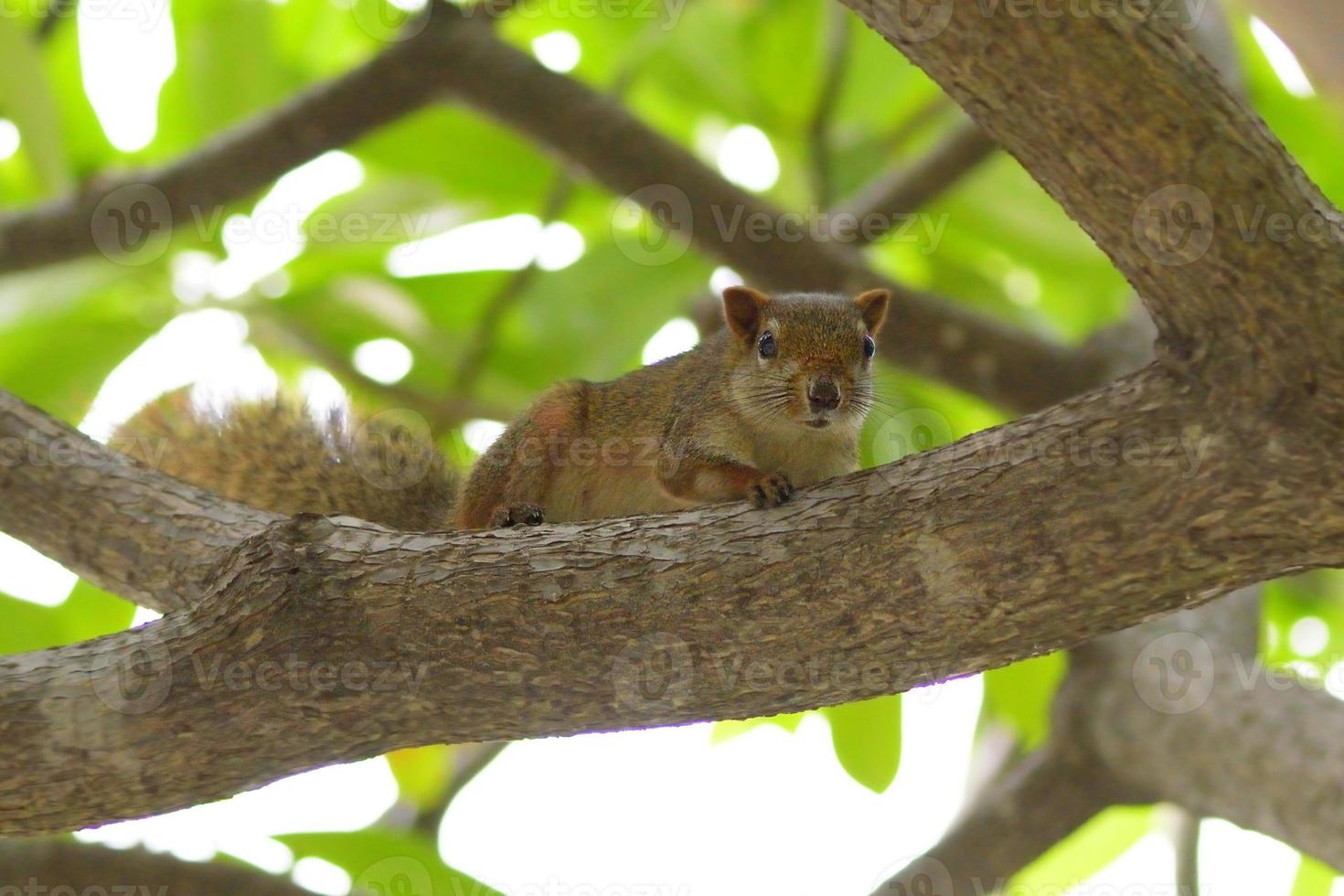 Squirrel on branch photo