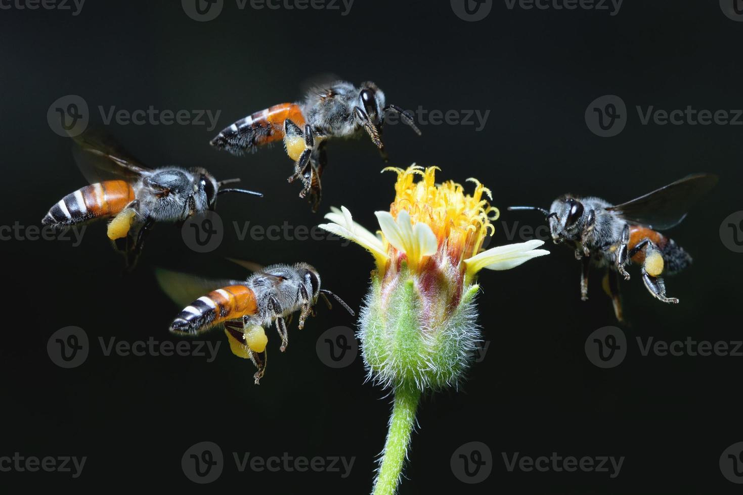 a Bee flying to the beautiful flower photo