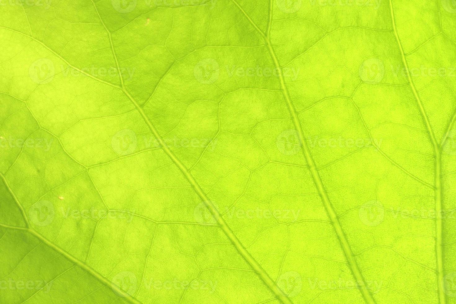 Close-up of a lotus green leaf beautiful texture background photo