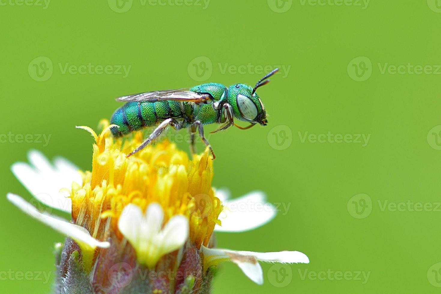 Agapostemon splendens Metallic Green Bee perched on the beautiful flower photo