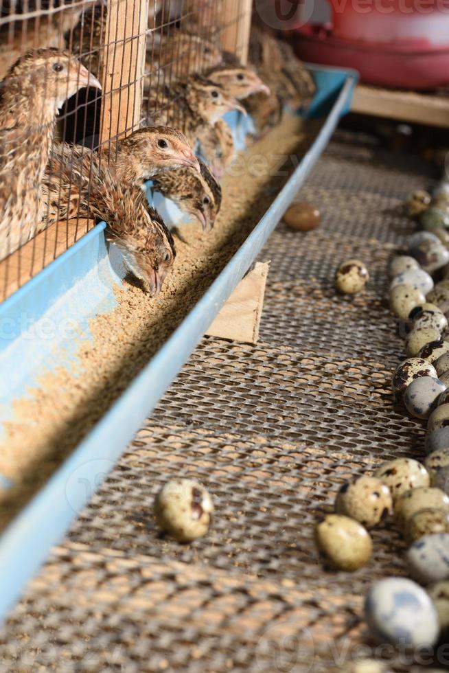 codornices y huevos en una jaula en una granja foto