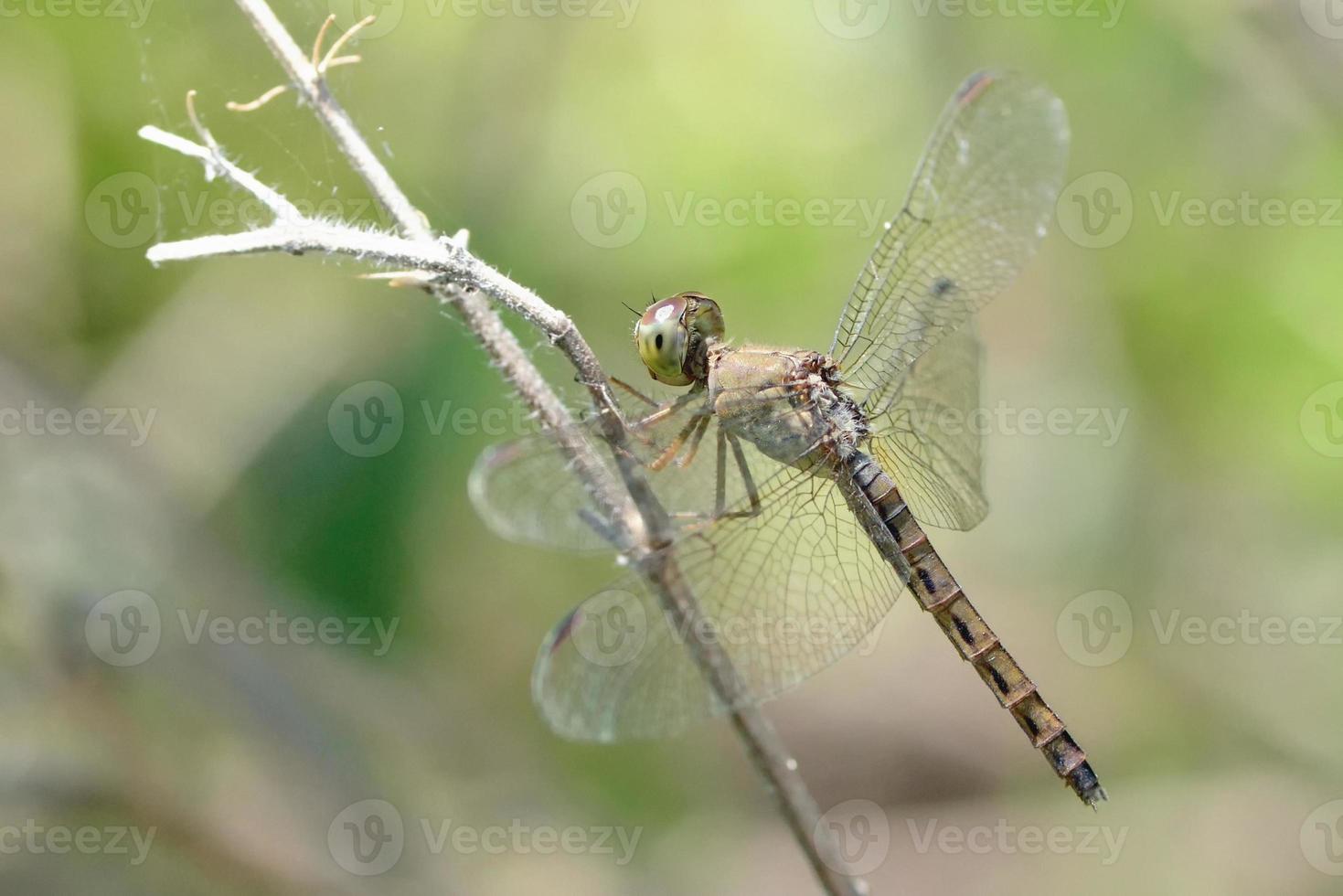 close up a Dragonfly on a branch photo