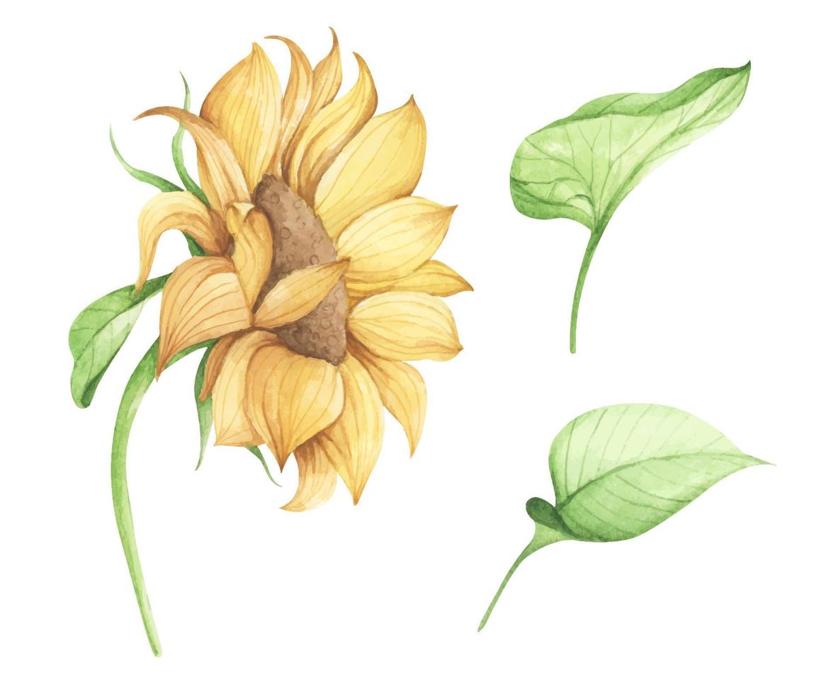 conjunto de girasol. ilustración floral acuarela. vector