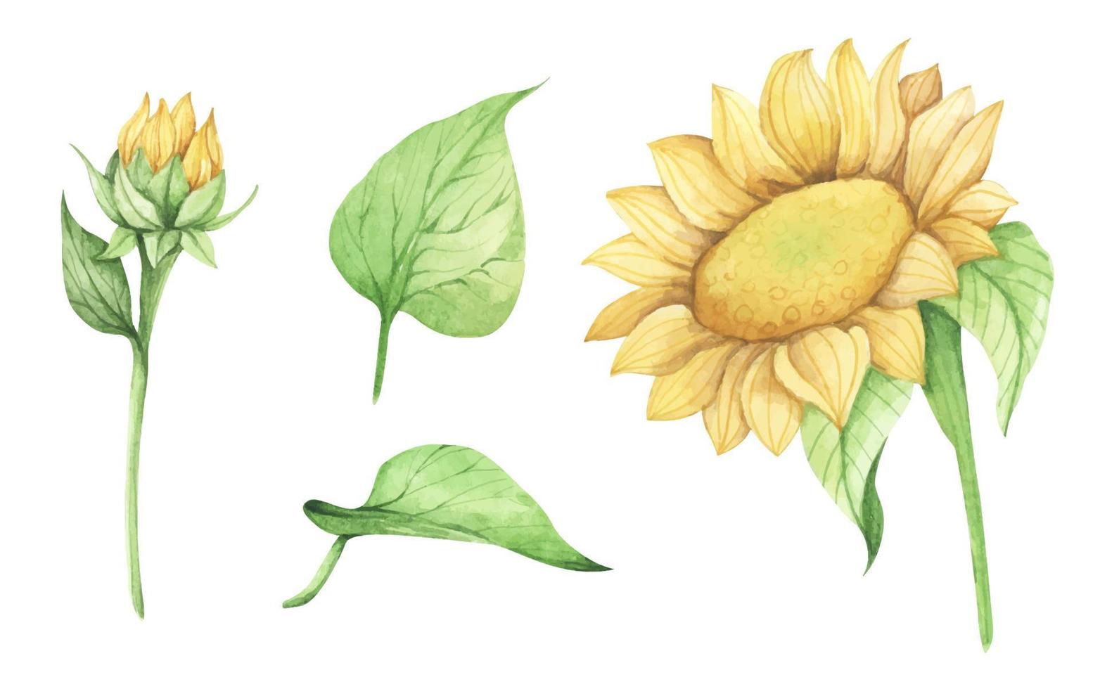 Set of Sunflower. Watercolor floral illustration. vector