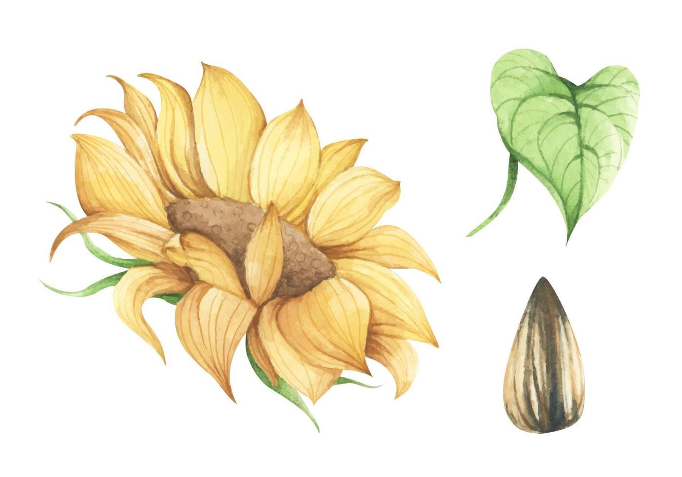 conjunto de girasol. ilustración floral acuarela. vector