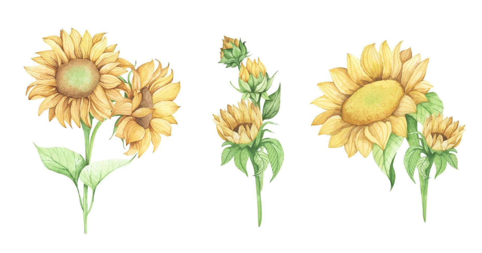 conjunto de girasol. ilustración floral acuarela. vector