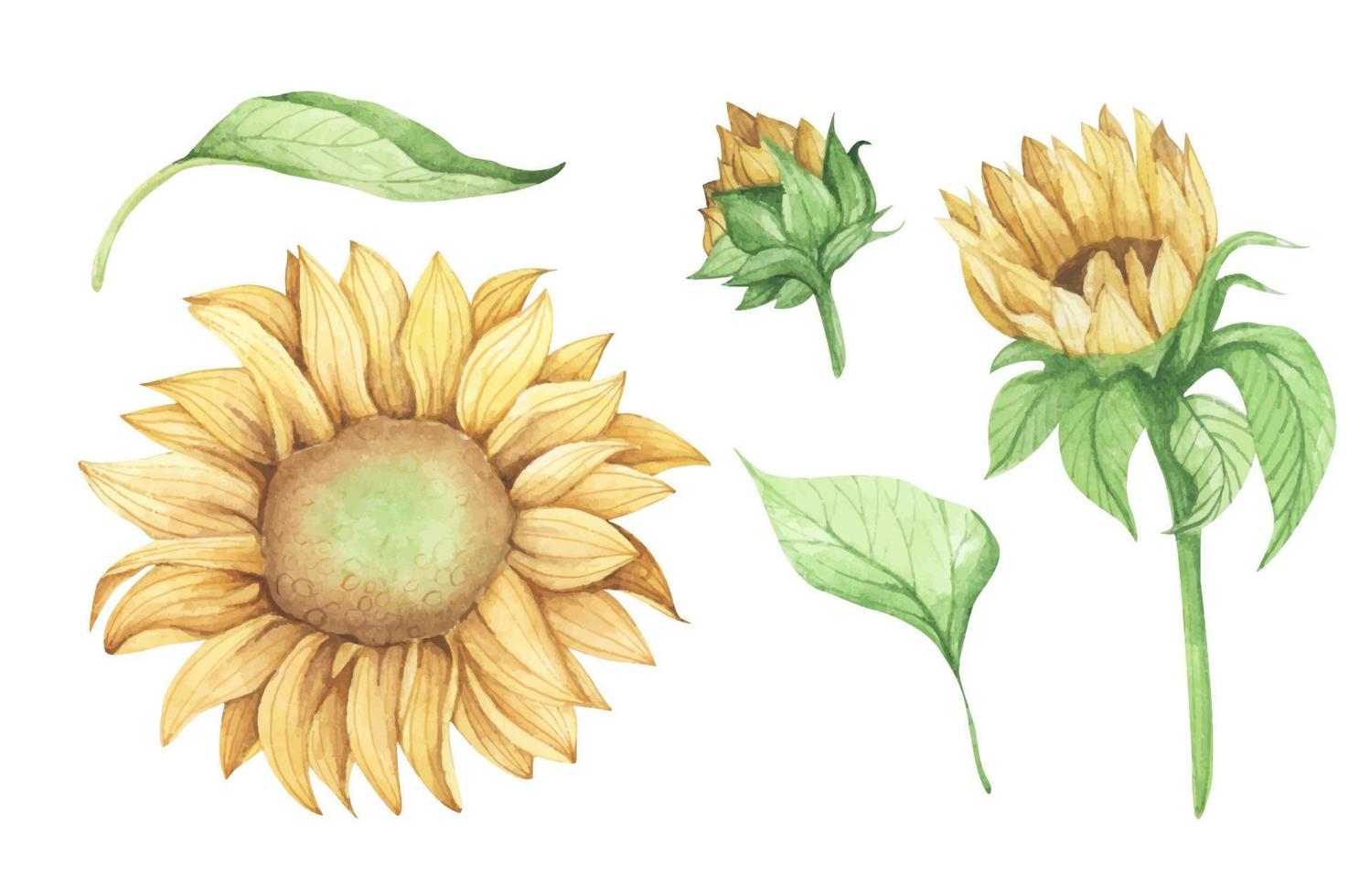 Set of Sunflower. Watercolor floral illustration. vector