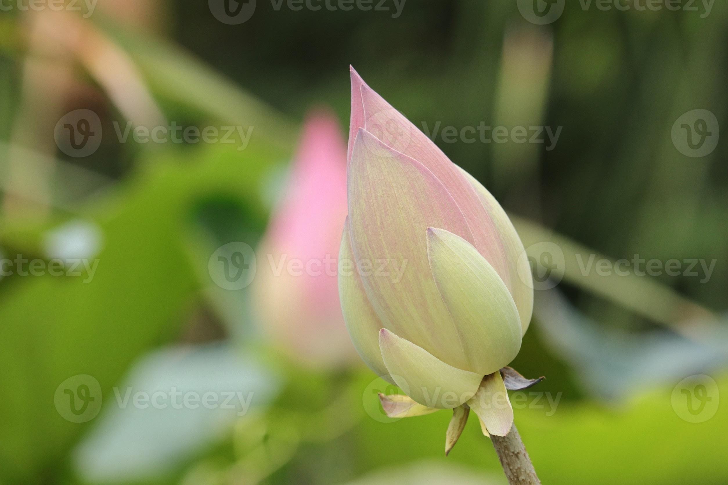 The lotus flower that hasn't bloomed yet. 8957501 Stock Photo at Vecteezy