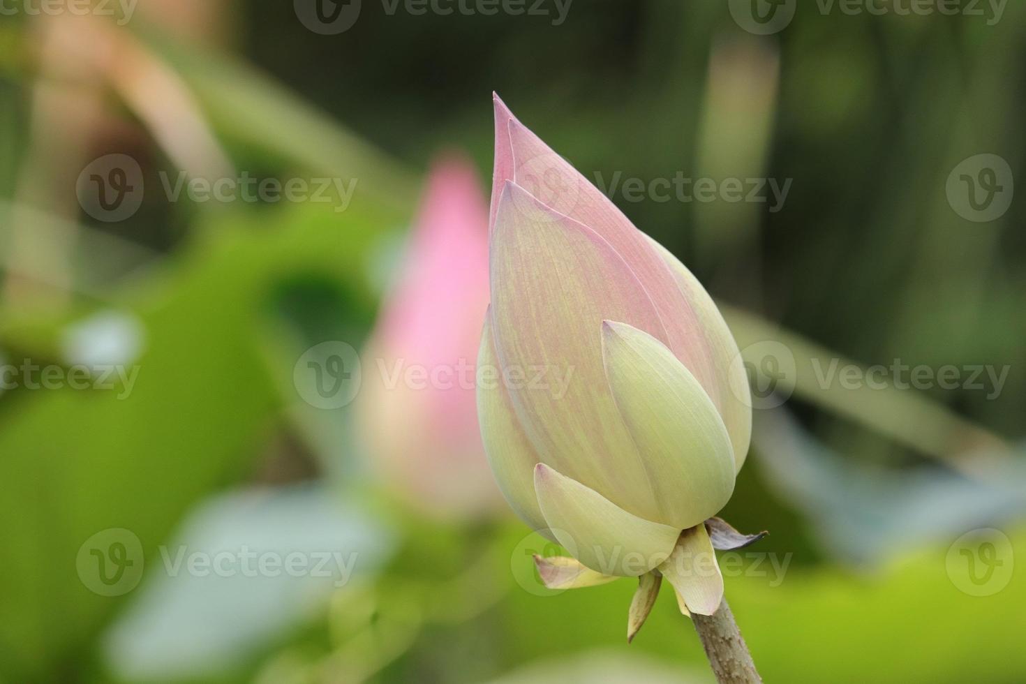 The lotus flower that hasn't bloomed yet. 8957501 Stock Photo at Vecteezy