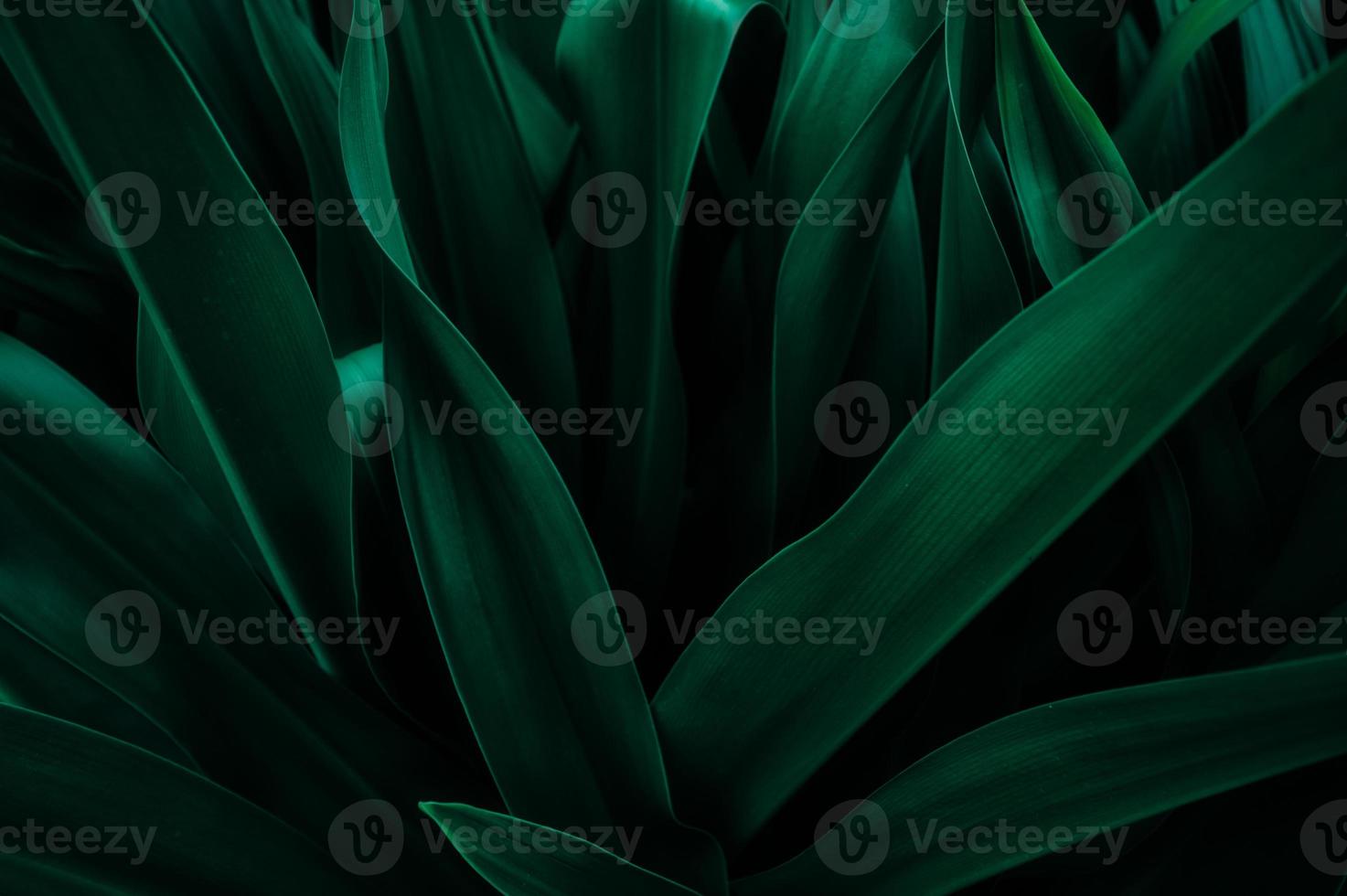 abstract green leaf texture, nature background, tropical leaf photo