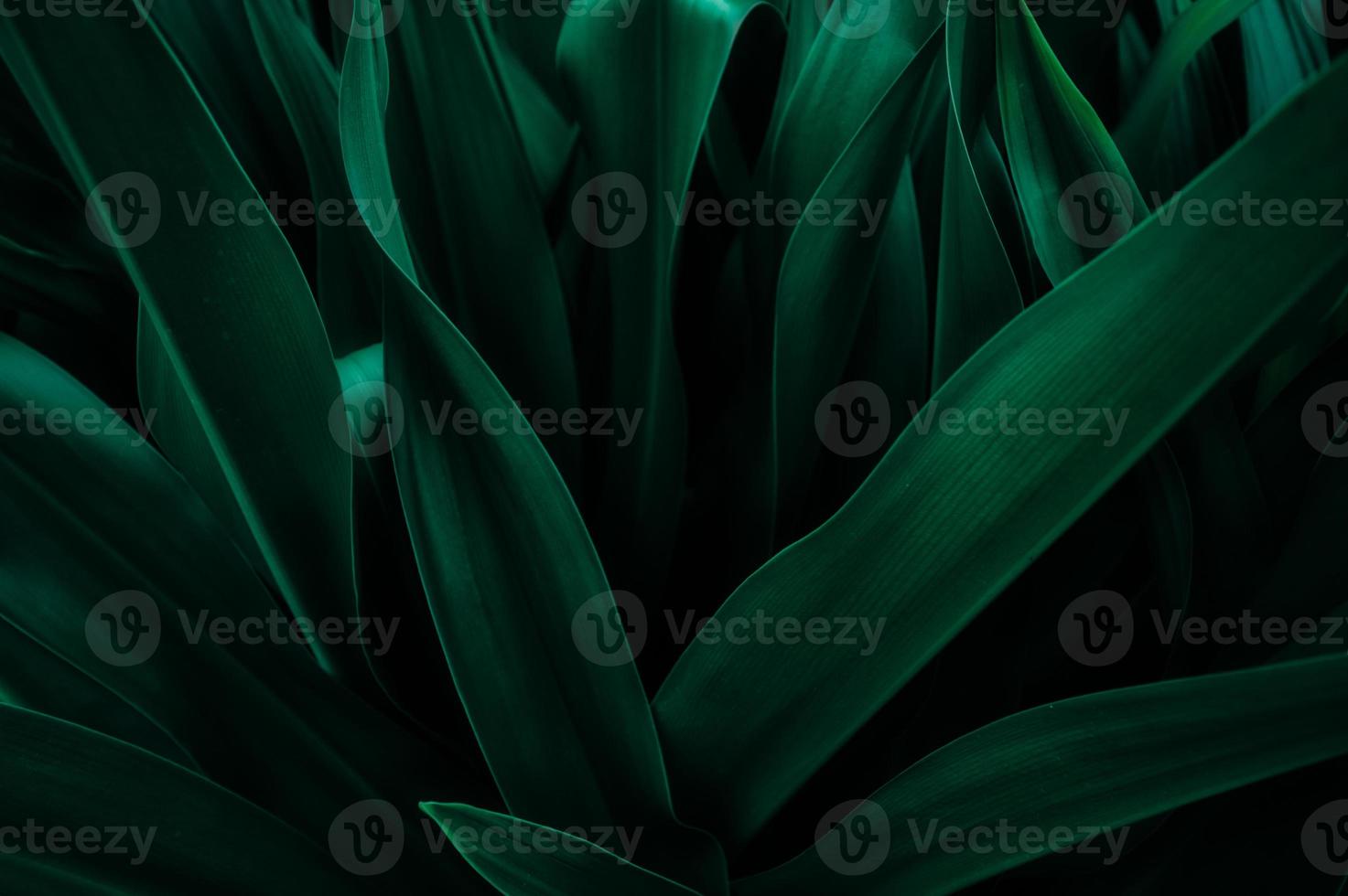 textura de hoja verde abstracta, fondo de naturaleza, hoja tropical foto