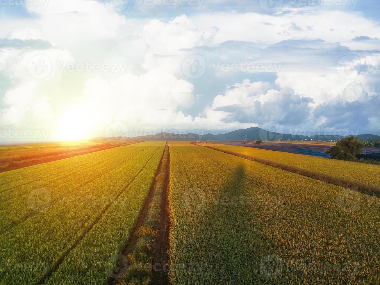 Aerial view of the green rice fields photo