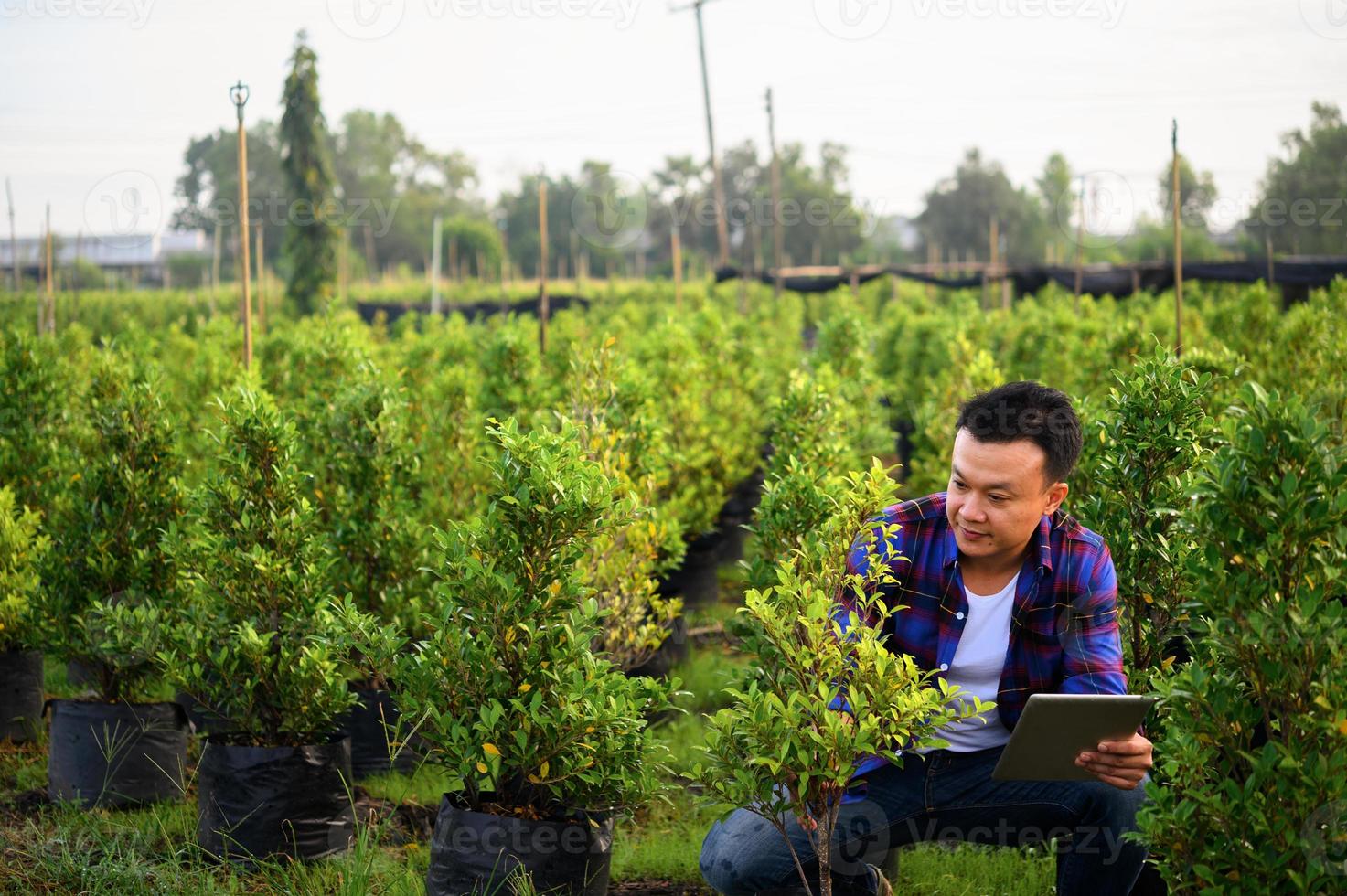 asian farmer using tablet computer in wheat crop field, concept of modern smart farming by using electronics, technology and mobile apps in agricultural production photo